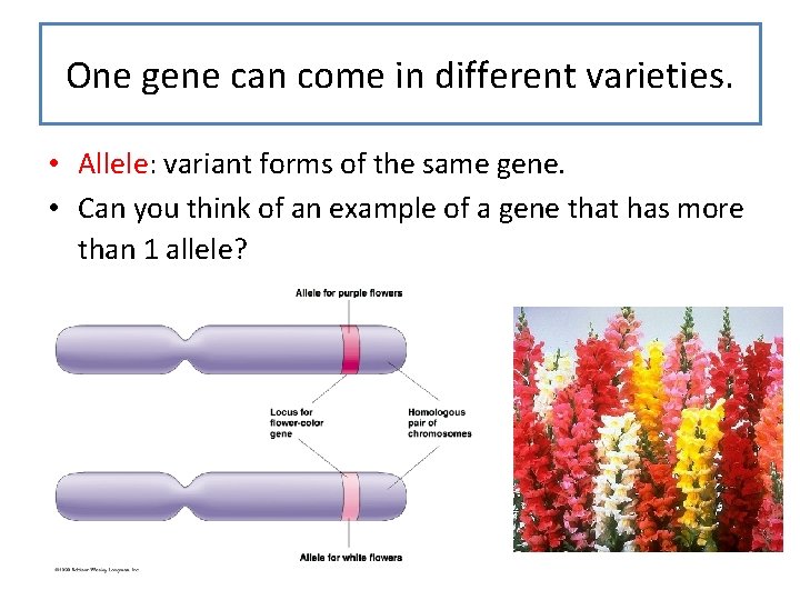 One gene can come in different varieties. • Allele: variant forms of the same One gene can come in different varieties. • Allele: variant forms of the same
