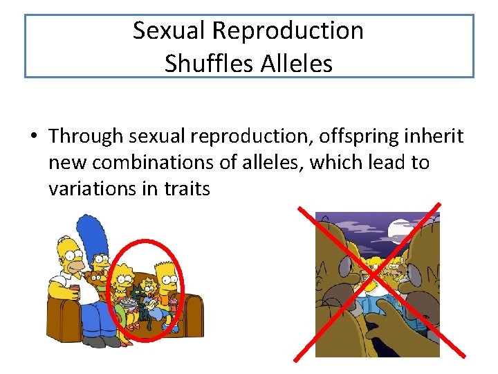 Sexual Reproduction Shuffles Alleles • Through sexual reproduction, offspring inherit new combinations of alleles, Sexual Reproduction Shuffles Alleles • Through sexual reproduction, offspring inherit new combinations of alleles,