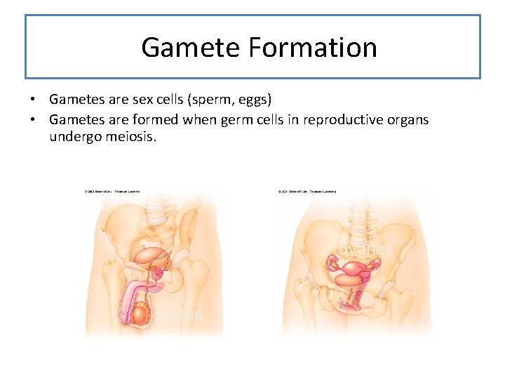 Gamete Formation • Gametes are sex cells (sperm, eggs) • Gametes are formed when Gamete Formation • Gametes are sex cells (sperm, eggs) • Gametes are formed when