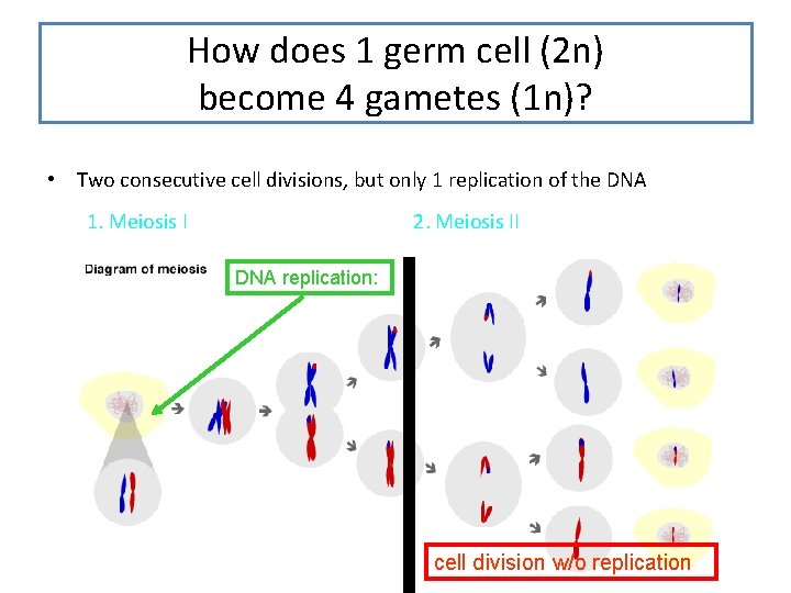 How does 1 germ cell (2 n) become 4 gametes (1 n)? • Two How does 1 germ cell (2 n) become 4 gametes (1 n)? • Two