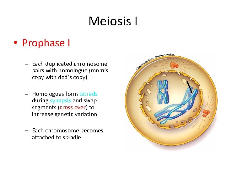 Meiosis I • Prophase I – Each duplicated chromosome pairs with homologue (mom’s copy Meiosis I • Prophase I – Each duplicated chromosome pairs with homologue (mom’s copy