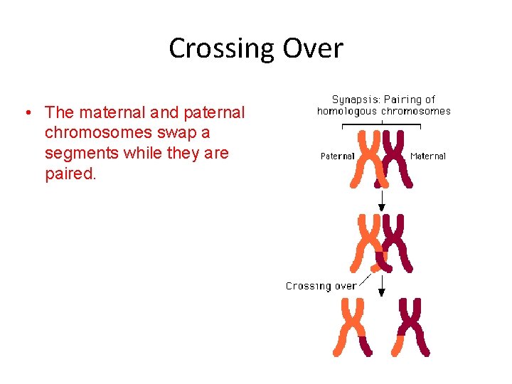 Crossing Over • The maternal and paternal chromosomes swap a segments while they are Crossing Over • The maternal and paternal chromosomes swap a segments while they are