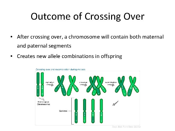 Outcome of Crossing Over • After crossing over, a chromosome will contain both maternal Outcome of Crossing Over • After crossing over, a chromosome will contain both maternal