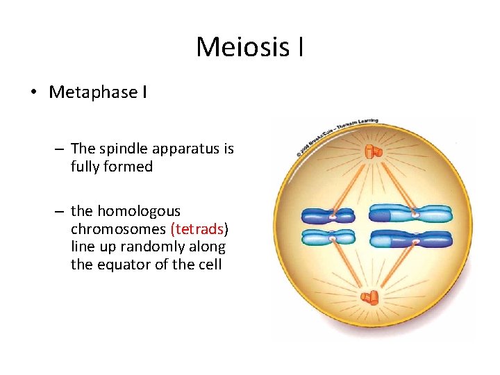 Meiosis I • Metaphase I – The spindle apparatus is fully formed – the Meiosis I • Metaphase I – The spindle apparatus is fully formed – the