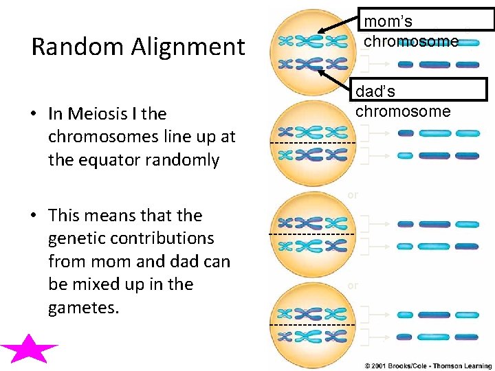 mom’s 1 2 chromosome Random Alignment • In Meiosis I the chromosomes line up mom’s 1 2 chromosome Random Alignment • In Meiosis I the chromosomes line up