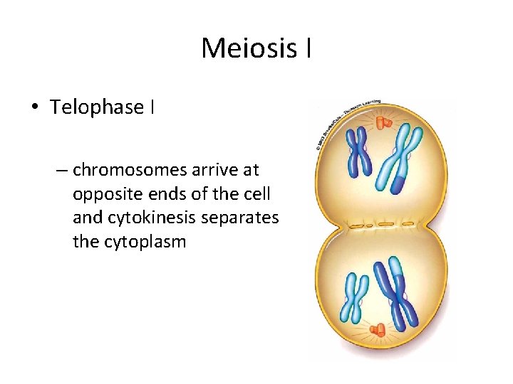 Meiosis I • Telophase I – chromosomes arrive at opposite ends of the cell Meiosis I • Telophase I – chromosomes arrive at opposite ends of the cell