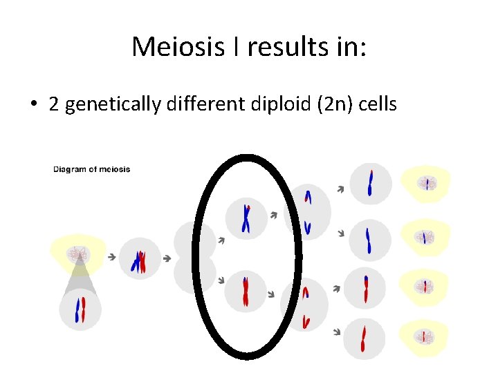 Meiosis I results in: • 2 genetically different diploid (2 n) cells Meiosis I results in: • 2 genetically different diploid (2 n) cells