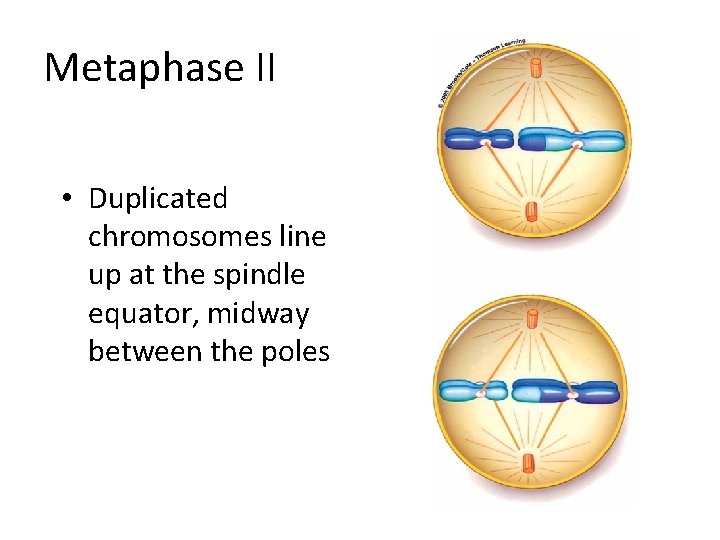 Metaphase II • Duplicated chromosomes line up at the spindle equator, midway between the Metaphase II • Duplicated chromosomes line up at the spindle equator, midway between the