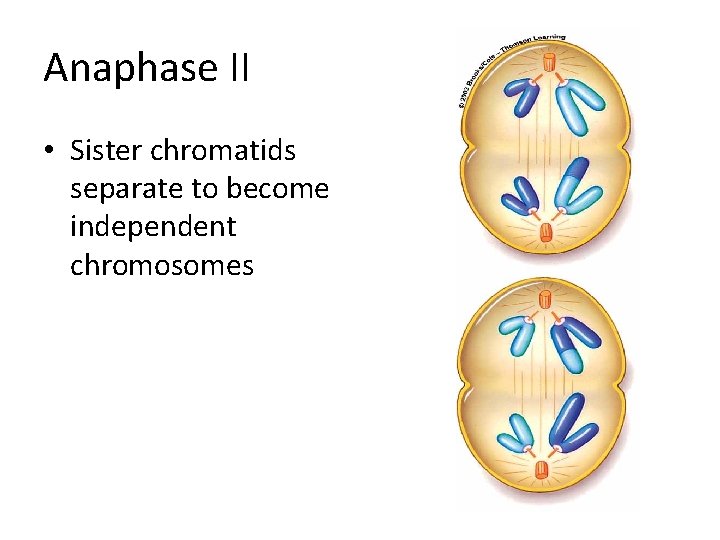 Anaphase II • Sister chromatids separate to become independent chromosomes Anaphase II • Sister chromatids separate to become independent chromosomes