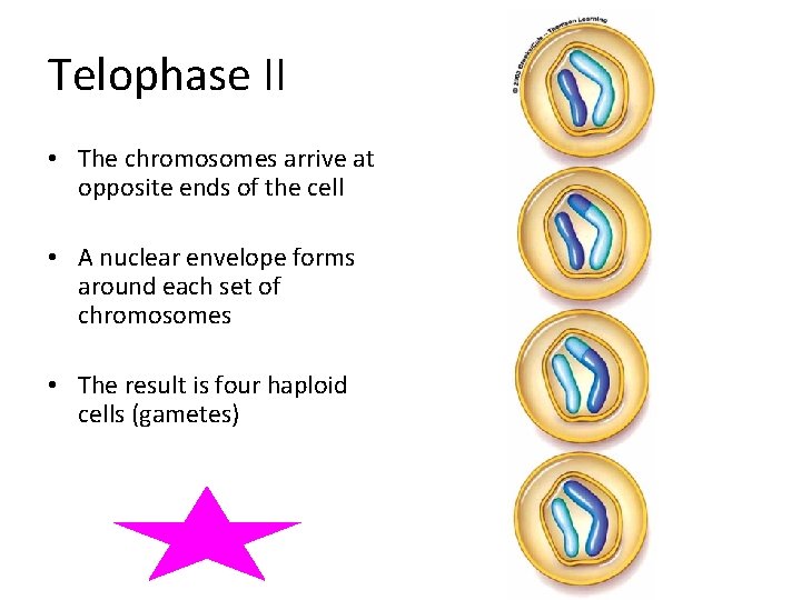 Telophase II • The chromosomes arrive at opposite ends of the cell • A Telophase II • The chromosomes arrive at opposite ends of the cell • A
