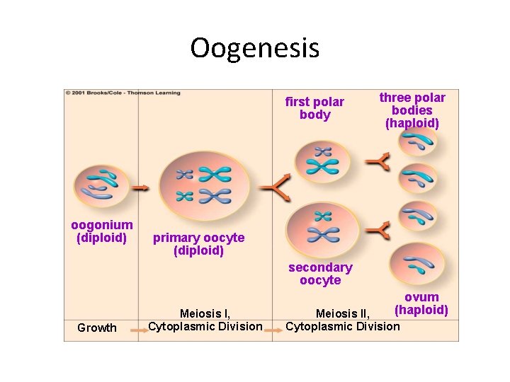 Oogenesis first polar body oogonium (diploid) three polar bodies (haploid) primary oocyte (diploid) secondary Oogenesis first polar body oogonium (diploid) three polar bodies (haploid) primary oocyte (diploid) secondary