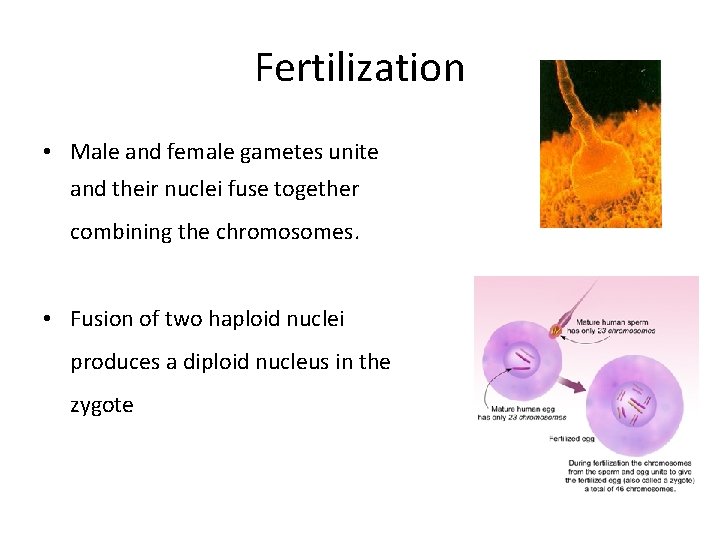 Fertilization • Male and female gametes unite and their nuclei fuse together combining the Fertilization • Male and female gametes unite and their nuclei fuse together combining the