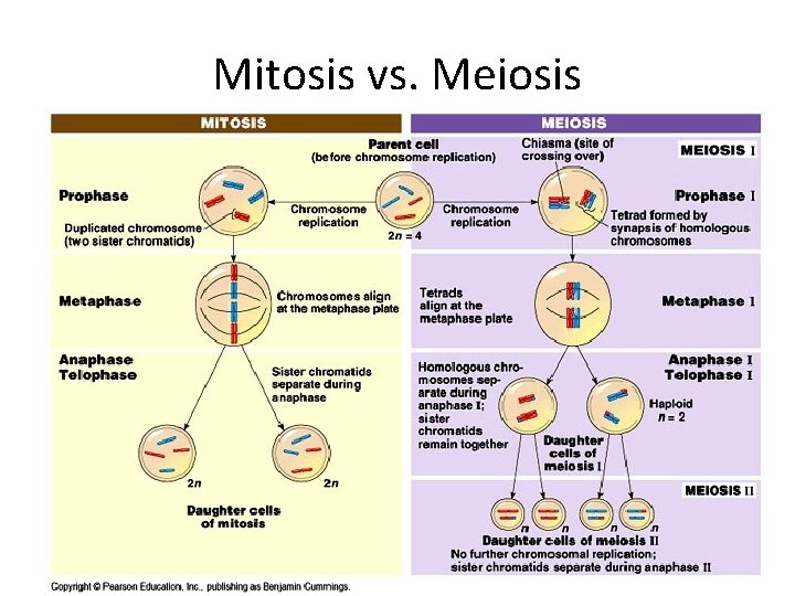 Mitosis vs. Meiosis Mitosis vs. Meiosis