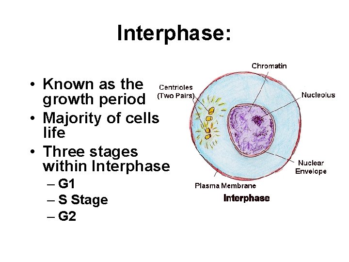 Interphase: • Known as the growth period • Majority of cells life • Three Interphase: • Known as the growth period • Majority of cells life • Three