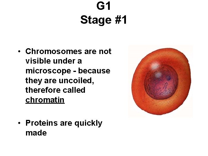 G 1 Stage #1 • Chromosomes are not visible under a microscope - because G 1 Stage #1 • Chromosomes are not visible under a microscope - because