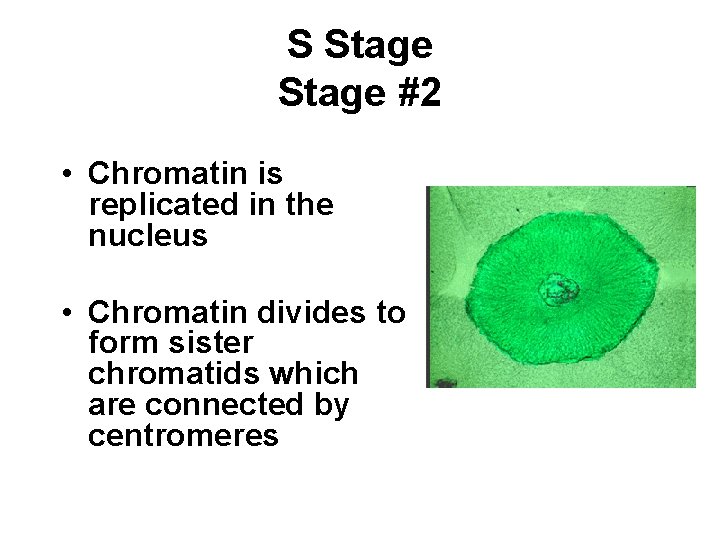 S Stage #2 • Chromatin is replicated in the nucleus • Chromatin divides to S Stage #2 • Chromatin is replicated in the nucleus • Chromatin divides to