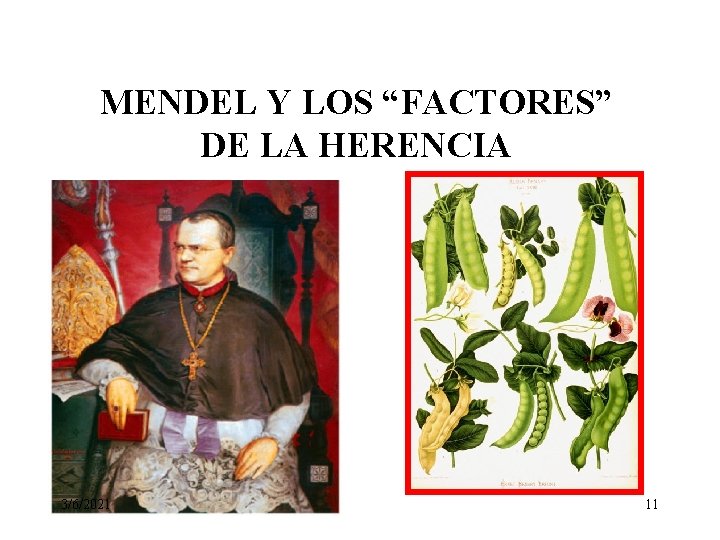 MENDEL Y LOS “FACTORES” DE LA HERENCIA 3/6/2021 11 MENDEL Y LOS “FACTORES” DE LA HERENCIA 3/6/2021 11