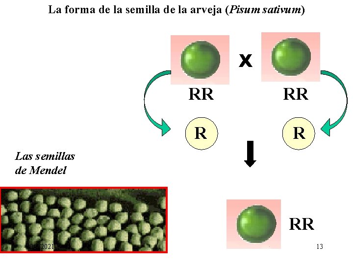La forma de la semilla de la arveja (Pisum sativum) X RR RR R La forma de la semilla de la arveja (Pisum sativum) X RR RR R