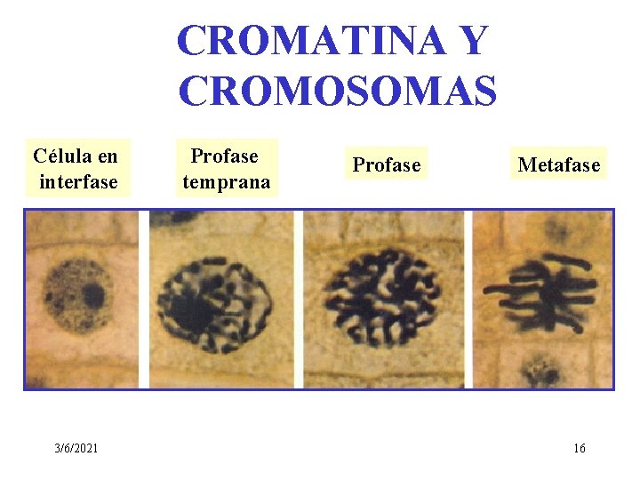 CROMATINA Y CROMOSOMAS Célula en interfase 3/6/2021 Profase temprana Profase Metafase 16 CROMATINA Y CROMOSOMAS Célula en interfase 3/6/2021 Profase temprana Profase Metafase 16