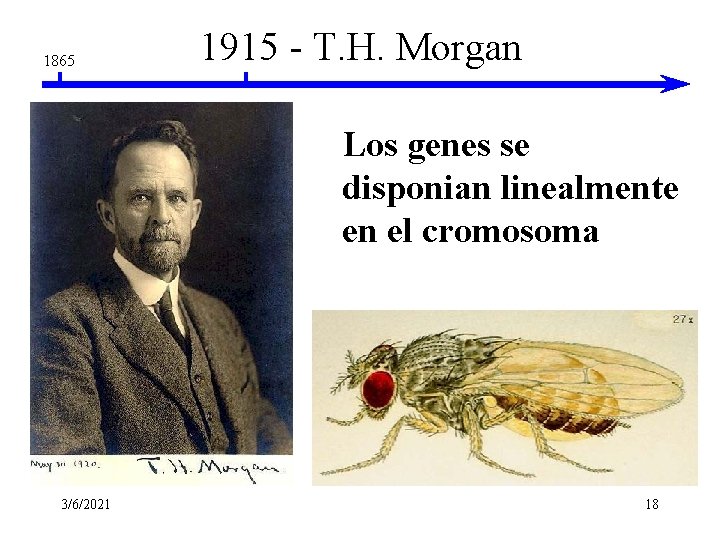 1865 1915 - T. H. Morgan Los genes se disponian linealmente en el cromosoma 1865 1915 - T. H. Morgan Los genes se disponian linealmente en el cromosoma