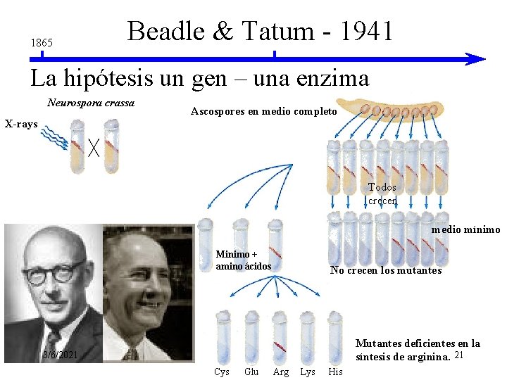1865 Beadle & Tatum - 1941 La hipótesis un gen – una enzima Neurospora 1865 Beadle & Tatum - 1941 La hipótesis un gen – una enzima Neurospora