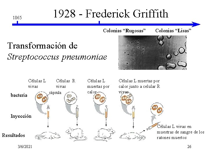 1928 - Frederick Griffith 1865 Colonias “Rugosas” Colonias “Lisas” Transformación de Streptococcus pneumoniae Células 1928 - Frederick Griffith 1865 Colonias “Rugosas” Colonias “Lisas” Transformación de Streptococcus pneumoniae Células