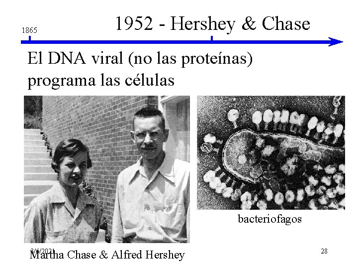 1865 1952 - Hershey & Chase El DNA viral (no las proteínas) programa las 1865 1952 - Hershey & Chase El DNA viral (no las proteínas) programa las