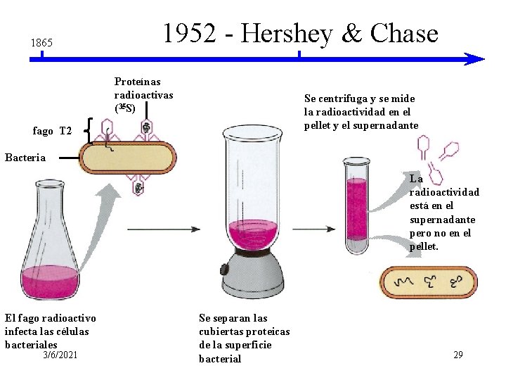 1865 1952 - Hershey & Chase Proteínas radioactivas (35 S) Se centrifuga y se 1865 1952 - Hershey & Chase Proteínas radioactivas (35 S) Se centrifuga y se