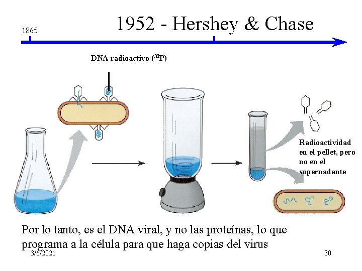 1865 1952 - Hershey & Chase DNA radioactivo (32 P) Radioactividad en el pellet, 1865 1952 - Hershey & Chase DNA radioactivo (32 P) Radioactividad en el pellet,