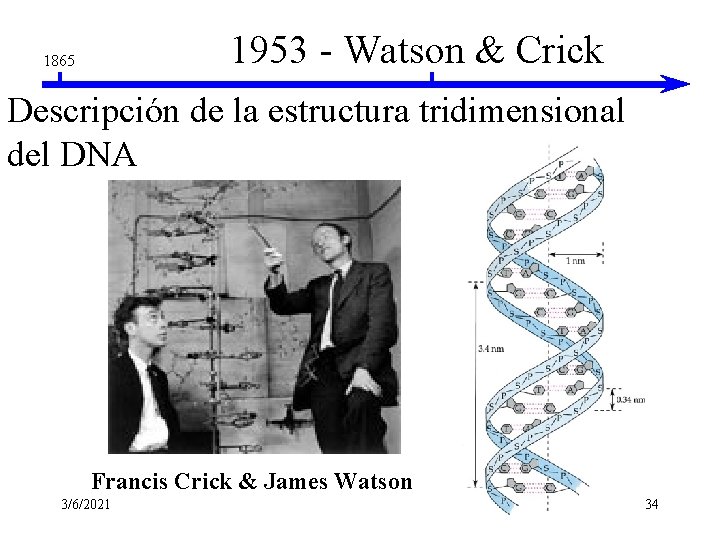 1953 - Watson & Crick 1865 Descripción de la estructura tridimensional del DNA Francis 1953 - Watson & Crick 1865 Descripción de la estructura tridimensional del DNA Francis