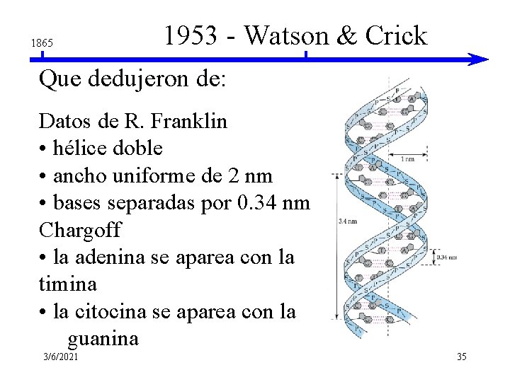 1865 1953 - Watson & Crick Que dedujeron de: Datos de R. Franklin • 1865 1953 - Watson & Crick Que dedujeron de: Datos de R. Franklin •