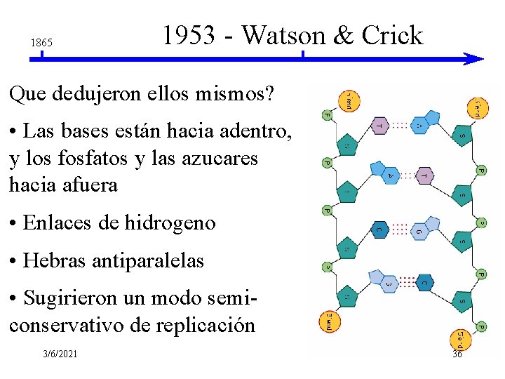 1865 1953 - Watson & Crick Que dedujeron ellos mismos? • Las bases están 1865 1953 - Watson & Crick Que dedujeron ellos mismos? • Las bases están