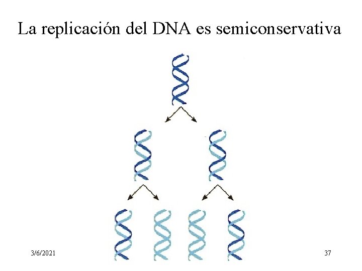 La replicación del DNA es semiconservativa 3/6/2021 37 La replicación del DNA es semiconservativa 3/6/2021 37