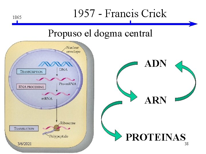 1865 1957 - Francis Crick Propuso el dogma central ADN ARN 3/6/2021 PROTEINAS 38 1865 1957 - Francis Crick Propuso el dogma central ADN ARN 3/6/2021 PROTEINAS 38