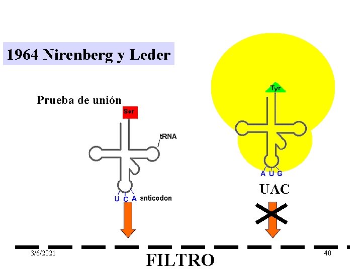 1964 Nirenberg y Leder Prueba de unión UAC 3/6/2021 FILTRO 40 1964 Nirenberg y Leder Prueba de unión UAC 3/6/2021 FILTRO 40