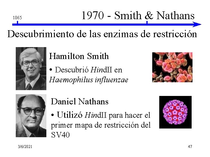1865 1970 - Smith & Nathans Descubrimiento de las enzimas de restricción Hamilton Smith 1865 1970 - Smith & Nathans Descubrimiento de las enzimas de restricción Hamilton Smith