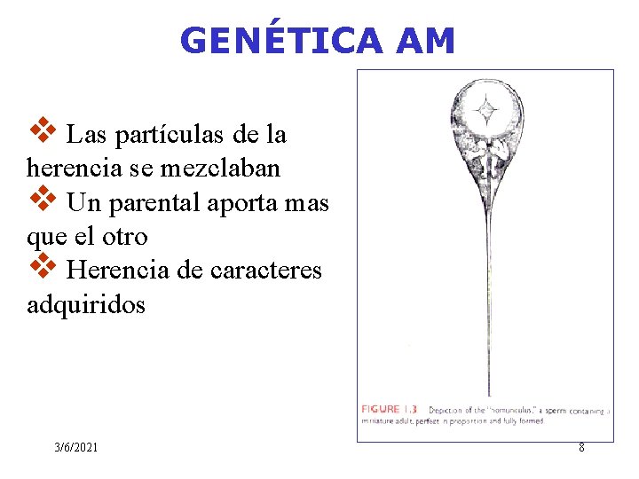 GENÉTICA AM v Las partículas de la herencia se mezclaban v Un parental aporta GENÉTICA AM v Las partículas de la herencia se mezclaban v Un parental aporta