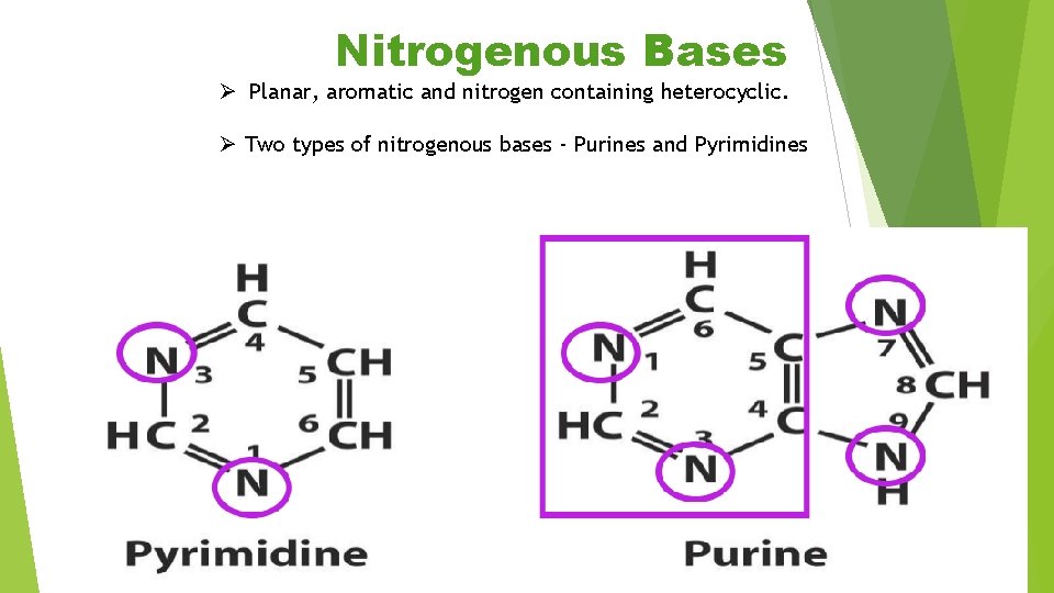 Nitrogen Ruch Base HISTORY OF DISCOVERY v In 1906 Albrecht Kossel