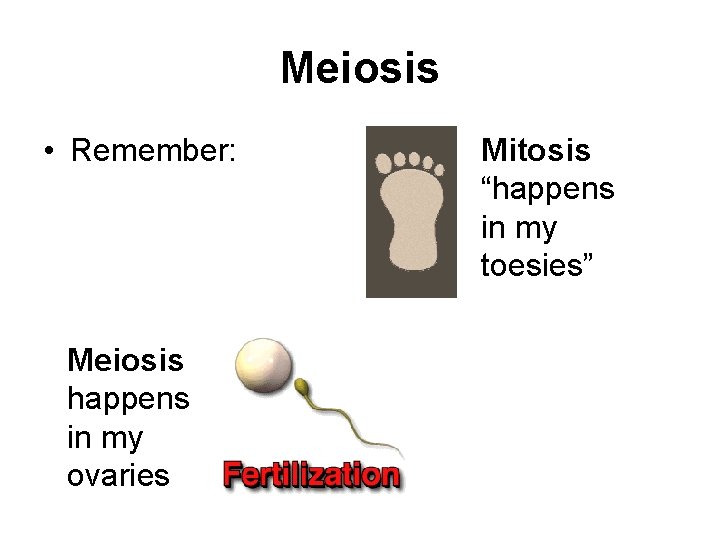 Meiosis • Remember: Meiosis happens in my ovaries Mitosis “happens in my toesies” 