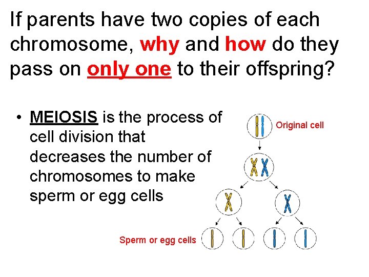 If parents have two copies of each chromosome, why and how do they pass