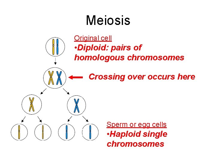 Meiosis Original cell • Diploid: pairs of homologous chromosomes Crossing over occurs here Sperm