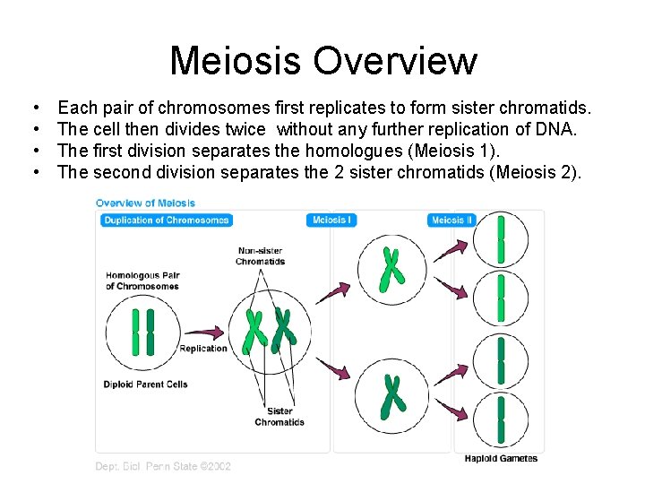 Meiosis Overview • • Each pair of chromosomes first replicates to form sister chromatids.