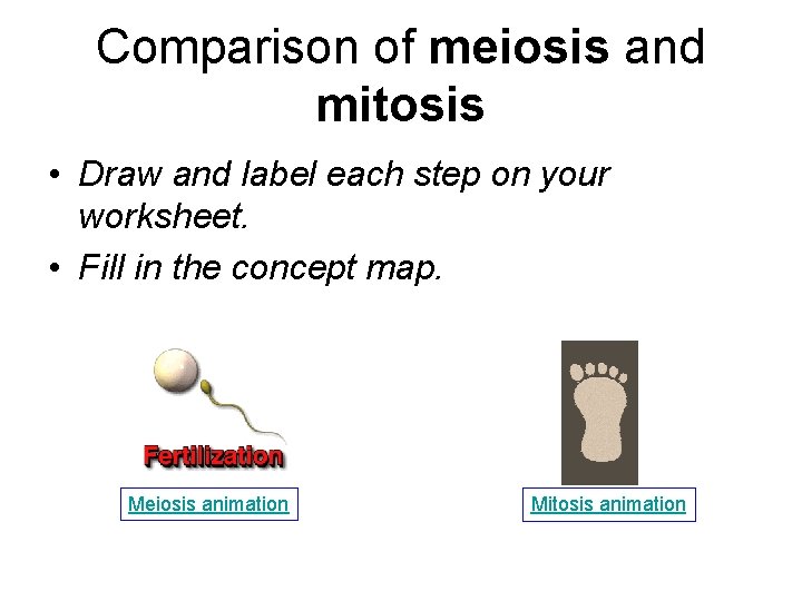 Comparison of meiosis and mitosis • Draw and label each step on your worksheet.