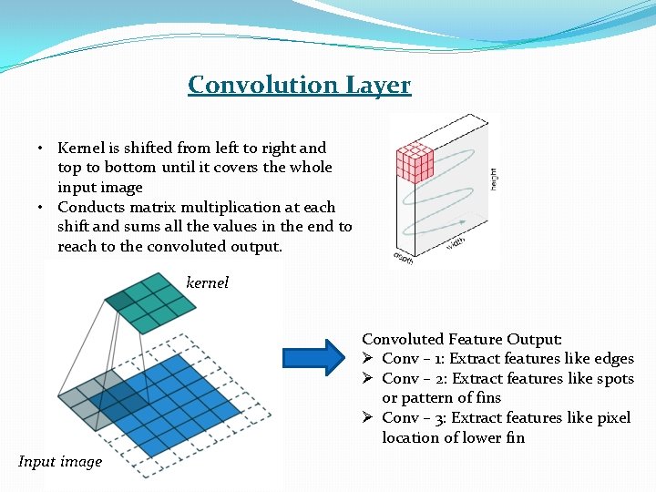 Convolution Layer • Kernel is shifted from left to right and top to bottom