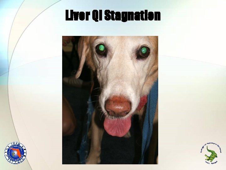Liver Qi Stagnation Liver Qi Stagnation