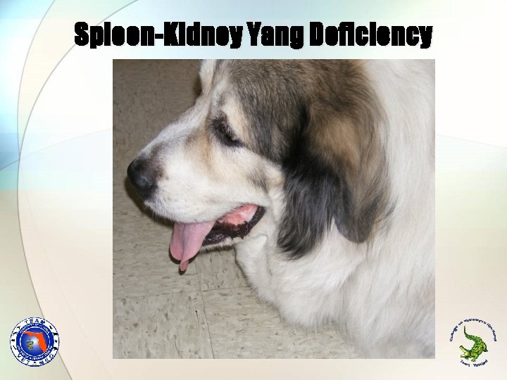 Spleen-Kidney Yang Deficiency Spleen-Kidney Yang Deficiency
