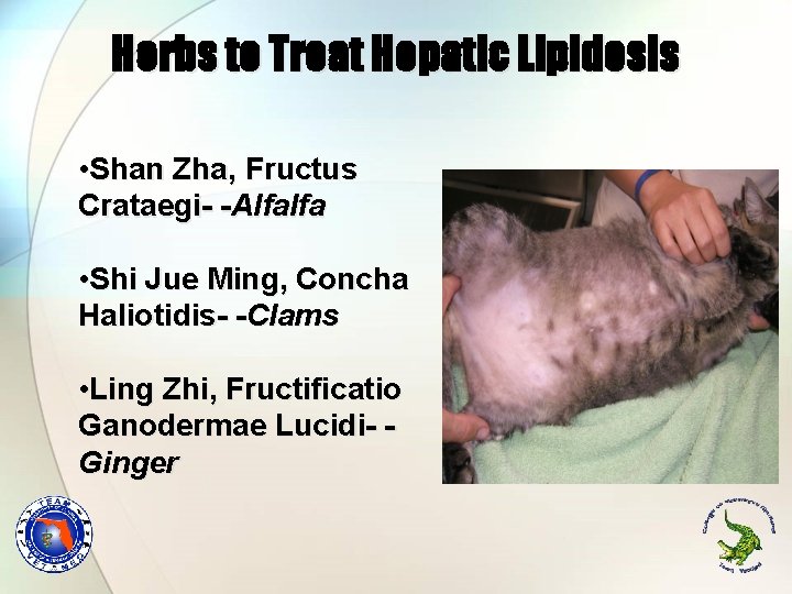 Herbs to Treat Hepatic Lipidosis • Shan Zha, Fructus Crataegi- -Alfalfa • Shi Jue Herbs to Treat Hepatic Lipidosis • Shan Zha, Fructus Crataegi- -Alfalfa • Shi Jue