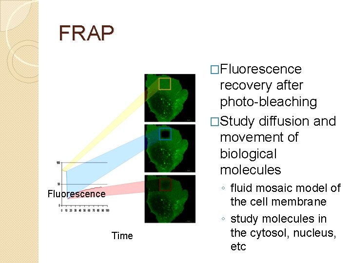 FRAP �Fluorescence recovery after photo-bleaching �Study diffusion and movement of biological molecules Fluorescence Time