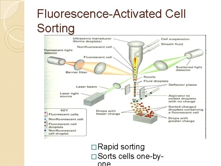 Fluorescence-Activated Cell Sorting � Rapid sorting � Sorts cells one-by- 