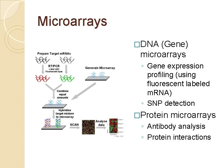 Microarrays �DNA (Gene) microarrays ◦ Gene expression profiling (using fluorescent labeled m. RNA) ◦